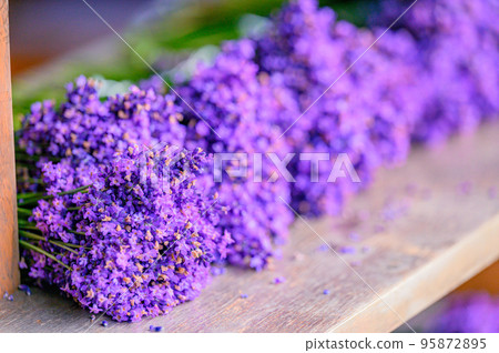 Furano, beautiful dark purple lavender bunches, Hokkaido 95872895
