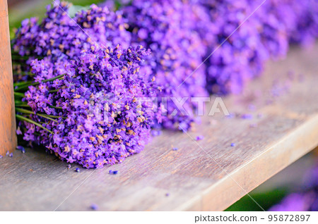 Furano, beautiful dark purple lavender bunches, Hokkaido 95872897