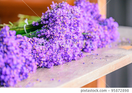 Furano, beautiful dark purple lavender bunches, Hokkaido 95872898