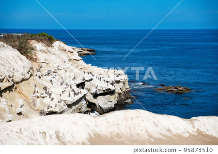 Bird cliff rock California La Jolla cove with brown Pelican and Brandt's cormorant at goldfish point. Birdwatching urban fauna in western usa 95873510