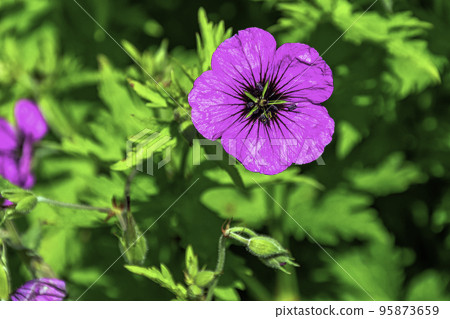Geranium sanguineum known as bloody crane's-bill Geranium sanguineum known as bloody crane's-bill 95873659