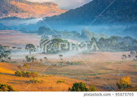 Southern Brazil countryside and Araucaria conifer landscape at peaceful sunrise 95873705