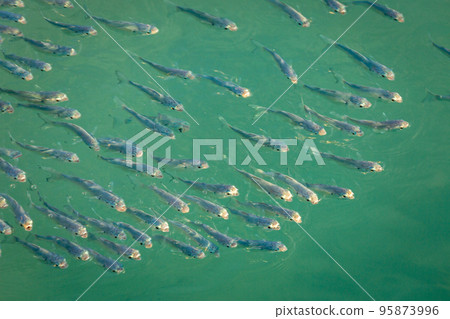School of sardines young fish under translucent caribbean sea, Aruba beach School of sardines young fish under translucent caribbean sea, Aruba beach 95873996