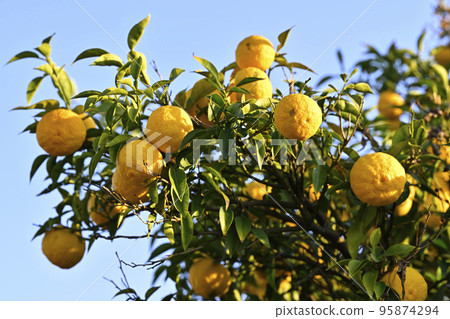 Yuzu (Yuzu) 95874294