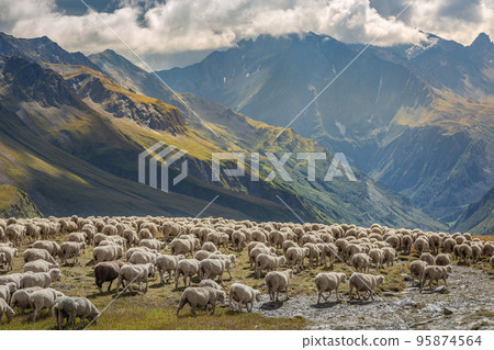 Flock of sheeps moving down the valley, French Alps, border with Switzerland 95874564