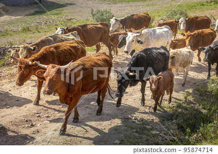 Cows grazing at sunset, Rio Grande do Sul pampa - Southern Brazil Cows grazing at sunset, Rio Grande do Sul pampa - Southern Brazil 95874714