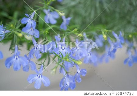 Azzurro 緊湊型小藍色可愛花朵 | 陽台園藝 95874753