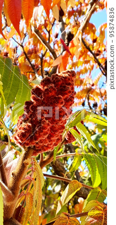 Red sumac tree in the fall Red sumac tree in the fall 95874836