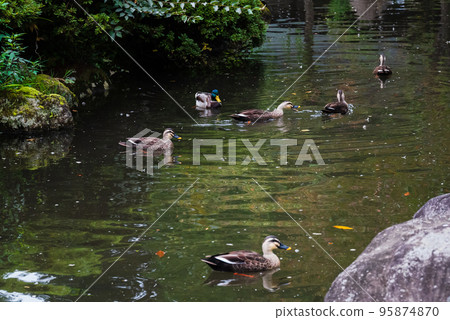 Ducks playing in the pond 95874870