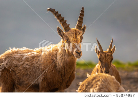 Ibex wild animal and mountain fauna, Gran Paradiso italian Alps, Italy Ibex wild animal and mountain fauna, Gran Paradiso italian Alps, Italy 95874987
