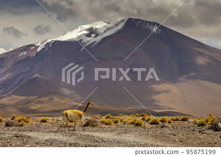 Guanaco Vicuna in the wild of Atacama Desert, Andes altiplano, Chile Guanaco Vicuna in the wild of Atacama Desert, Andes altiplano, Chile 95875199