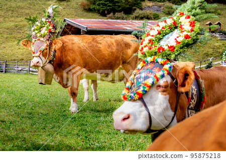 Ornate Cow parade called Almabtrieb in Zillertal, Austrian alps 95875218