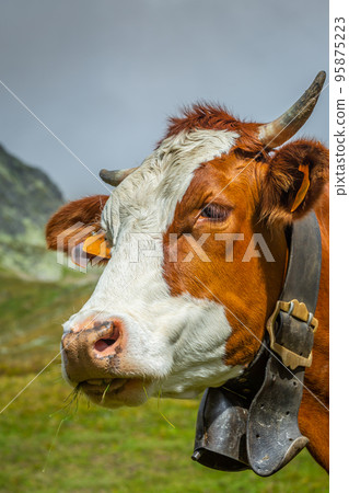 Swiss brown cow in the alpine landscape, Gran Paradiso, Northern Italy 95875223