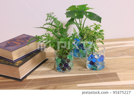 Foliage plant Foliage plant 95875227