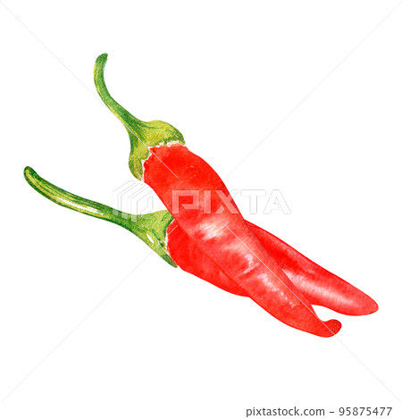 Composition of tabasco hot pepper watercolor illustration isolated on white. Composition of tabasco hot pepper watercolor illustration isolated on white. 95875477