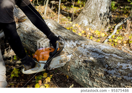 Following a hurricane, tree fell the forest and was cut down with chainsaw in ecological disaster Following a hurricane, tree fell the forest and was cut down with chainsaw in ecological disaster 95875486