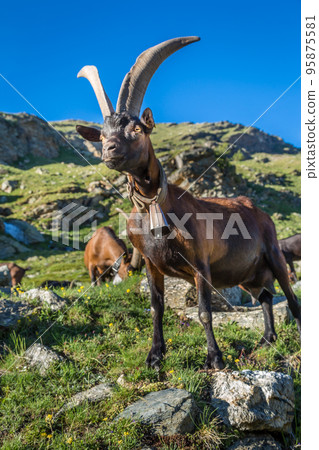 Ibex wild animal and mountain fauna, Gran Paradiso italian Alps, Italy Ibex wild animal and mountain fauna, Gran Paradiso italian Alps, Italy 95875581