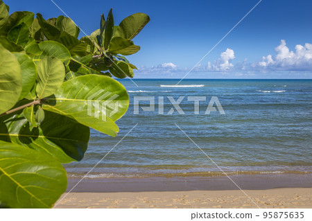 Idyllic Porto Seguro Beach at sunny day with tropical tree in BAHIA, Brazil 95875635
