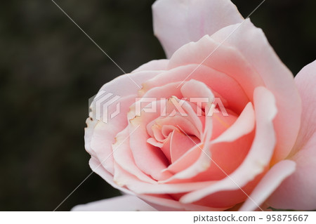rose rose 95875667