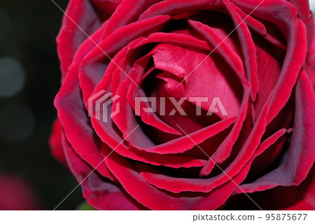 rose	 95875677