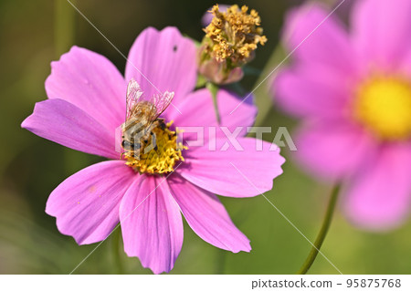 Cosmos 和 Hoverfly (Nami Hanafly) Cosmos 和 Hoverfly (Nami Hanafly) 95875768