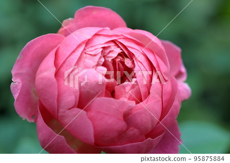 rose	 95875884