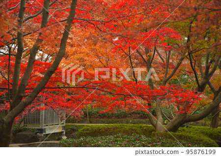 Japanese garden of autumn leaves Japanese garden of autumn leaves 95876199