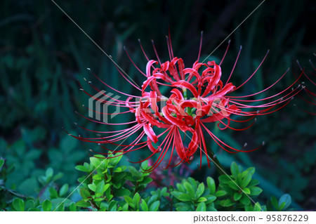 A cluster amaryllis 95876229