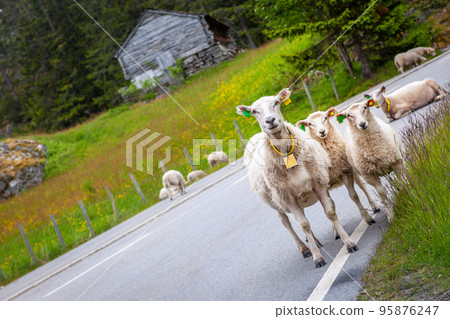Sheep looking at camera on the road in Aurland, western Norway 95876247