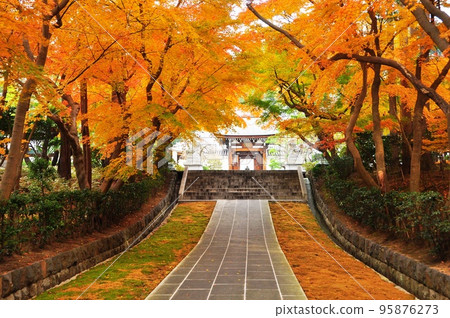 Fujisawa City, Kanagawa Prefecture Bright autumn foliage along the approach to Tengakuin Temple 95876273