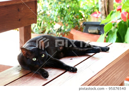 black cat resting on wooden bench black cat resting on wooden bench 95876540
