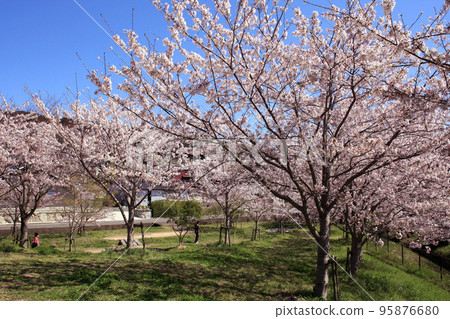 Chikuzen Minami no Sato roadside station waterside plaza beautiful spring scenery with cherry blossoms in full bloom Chikuzen Minami no Sato roadside station waterside plaza beautiful spring scenery with cherry blossoms in full bloom 95876680