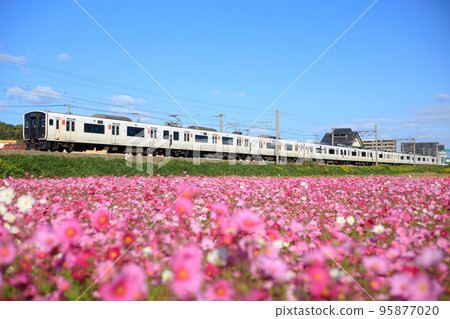 Cosmos in full bloom and 817 series train (JR Kyushu) Cosmos in full bloom and 817 series train (JR Kyushu) 95877020