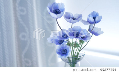 Blue anemone flowers in a vase 95877154