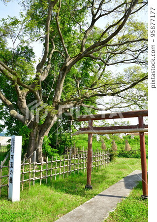 Manyo Wisteria in Sanjo City (Niigata Prefecture) Manyo Wisteria in Sanjo City (Niigata Prefecture) 95877177