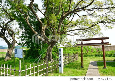 Manyo Wisteria in Sanjo City (Niigata Prefecture) Manyo Wisteria in Sanjo City (Niigata Prefecture) 95877179