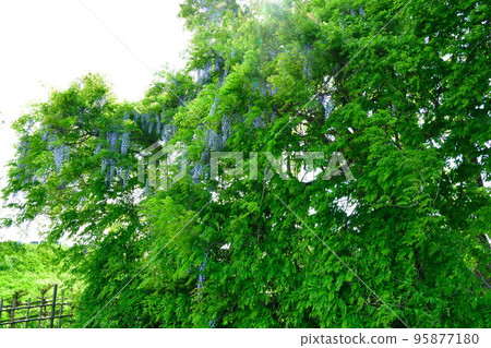 Manyo Wisteria in Sanjo City (Niigata Prefecture) Manyo Wisteria in Sanjo City (Niigata Prefecture) 95877180