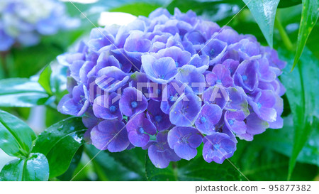 藍色繡球花 藍色繡球花 95877382