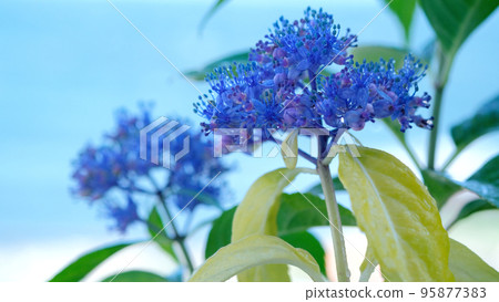 藍色繡球花 95877383