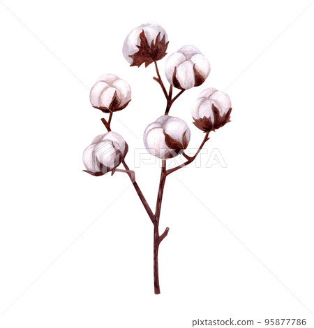 Watercolor fluffy cotton bouquet, isolated on white background. Aquarelle wild flower for texture, wrapper pattern, invitation, cards Watercolor fluffy cotton bouquet, isolated on white background. Aquarelle wild flower for texture, wrapper pattern, invitation, cards 95877786
