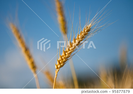 wheat in the field on a sunny day 95877879