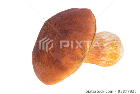 Ceps isolated 95877923