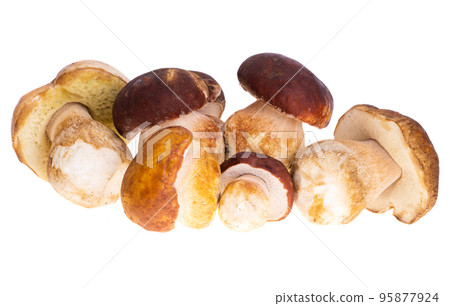 Ceps isolated Ceps isolated 95877924