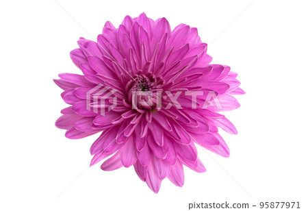 chrysanthemum isolated 95877971