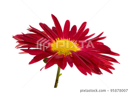 red chrysanthemum isolated red chrysanthemum isolated 95878007