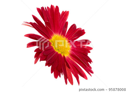 red chrysanthemum isolated red chrysanthemum isolated 95878008