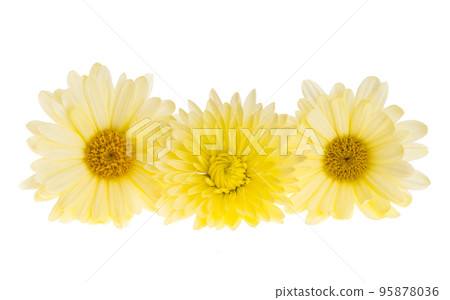 yellow chrysanthemum isolated 95878036