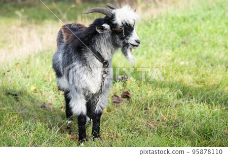 goat grazing in the meadow 95878110
