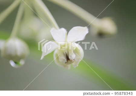 a White color cute flowers, Gomphocarpus physocarpus a White color cute flowers, Gomphocarpus physocarpus 95878343