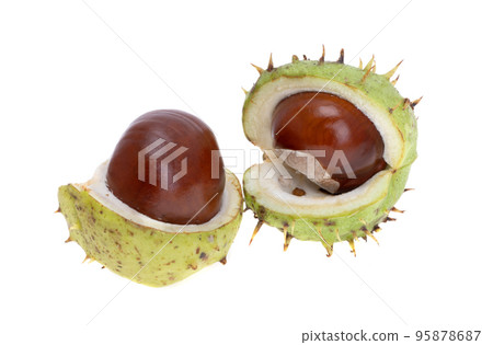 chestnut isolated chestnut isolated 95878687